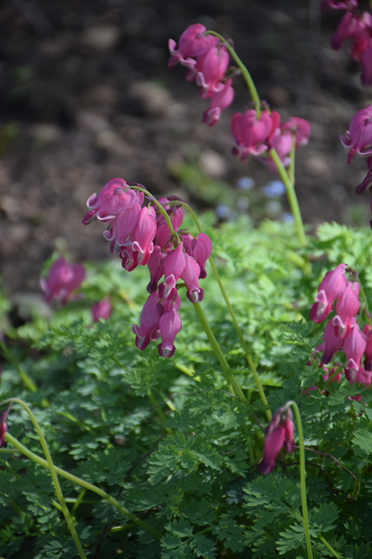 King of Hearts Bleeding Heart (Dicentra 'King of Hearts') at Bast Brothers Garden Center