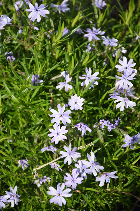 Spring Blue Moss Phlox (Phlox subulata 'Barsixtynine') at Bast Brothers Garden Center