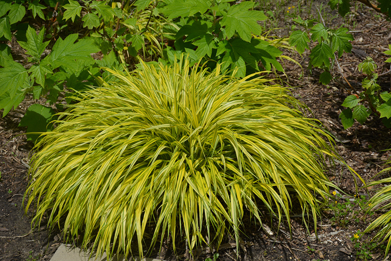 Golden Variegated Hakone Grass (Hakonechloa macra 'Aureola') at Bast Brothers Garden Center