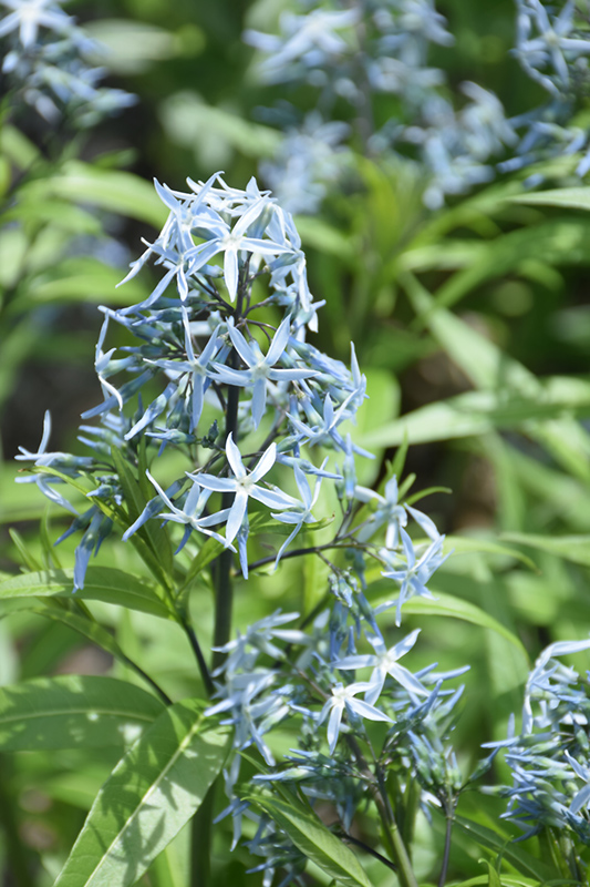Narrow-Leaf Blue Star (Amsonia hubrichtii) at Bast Brothers Garden Center