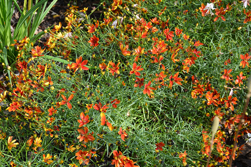 Sizzle And Spice Crazy Cayenne Tickseed (Coreopsis verticillata 'Crazy Cayenne') at Bast Brothers Garden Center