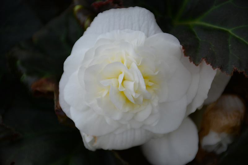 Nonstop Mocca White Begonia (Begonia 'Nonstop Mocca White') at Bast Brothers Garden Center