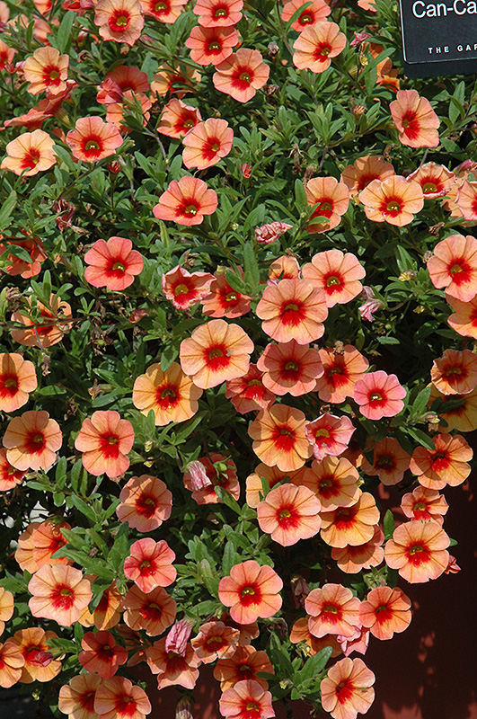 Can-Can Coral Reef Calibrachoa (Calibrachoa 'Can-Can Coral Reef') at Bast Brothers Garden Center