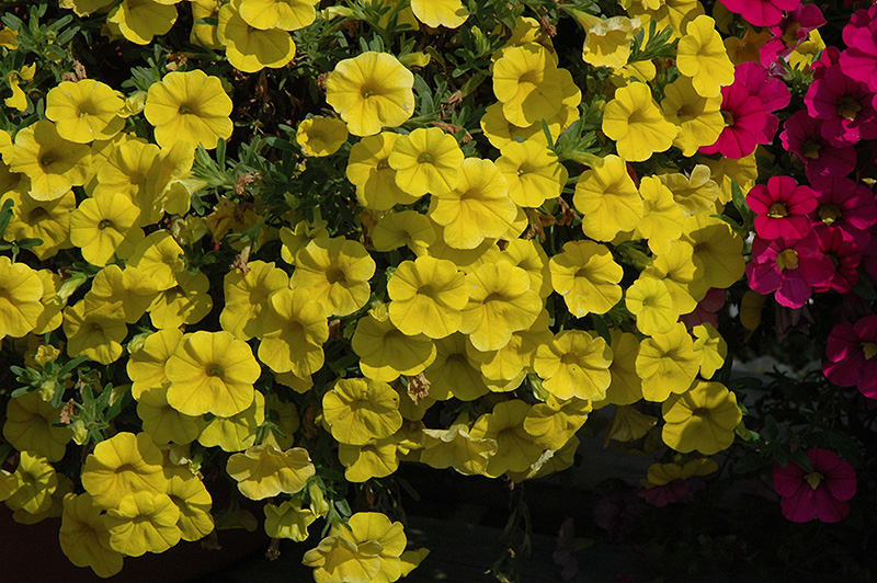 MiniFamous Deep Yellow Calibrachoa (Calibrachoa 'MiniFamous Deep Yellow') at Bast Brothers Garden Center