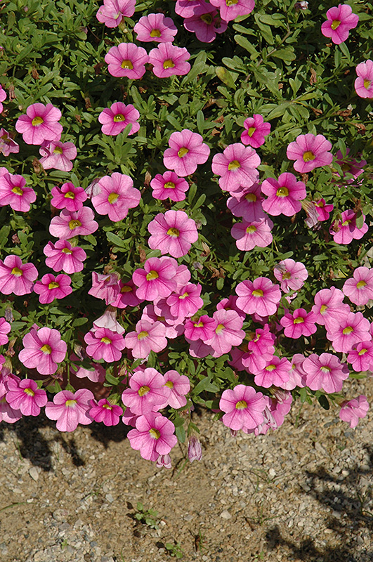 Noa Ultimate Pink Calibrachoa (Calibrachoa 'Noa Ultimate Pink') at Bast Brothers Garden Center