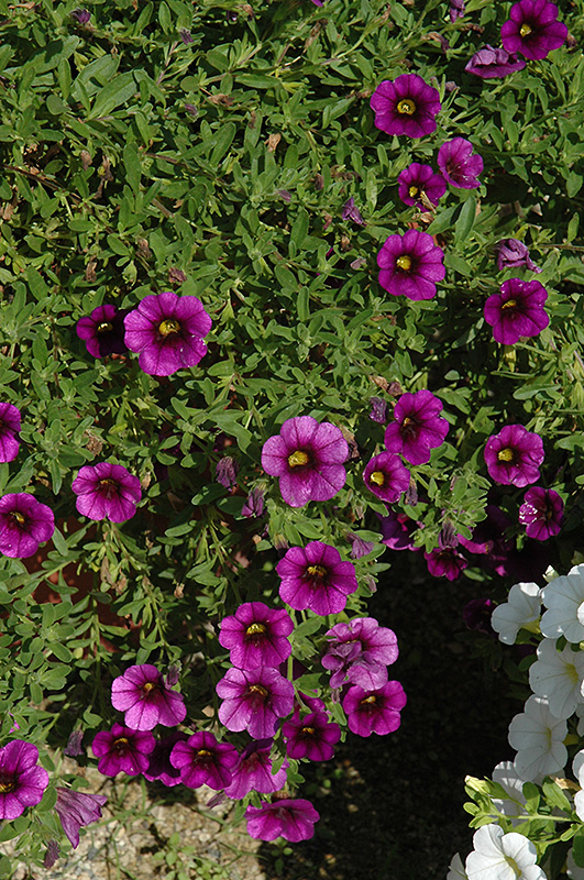 Noa Ultra Purple Calibrachoa (Calibrachoa 'Noa Ultra Purple') at Bast Brothers Garden Center
