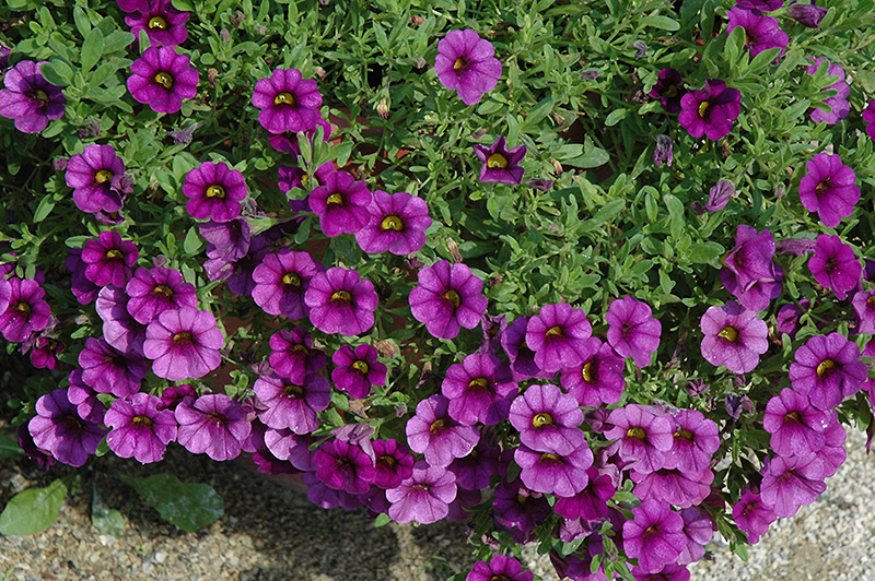 Callie Purple Calibrachoa (Calibrachoa 'Callie Purple') at Bast Brothers Garden Center