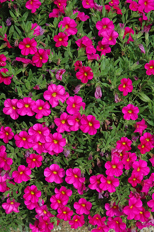 Callie Rose Calibrachoa (Calibrachoa 'Callie Rose') at Bast Brothers Garden Center