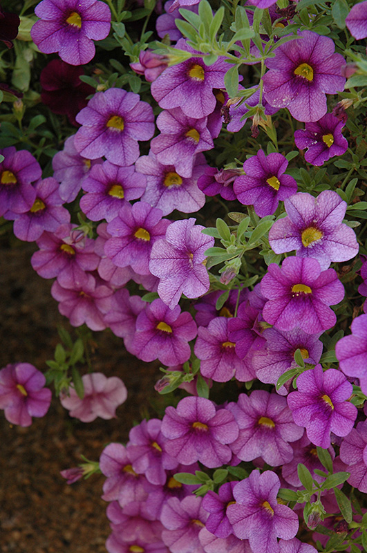 Aloha Purple Calibrachoa (Calibrachoa 'Aloha Purple') at Bast Brothers Garden Center
