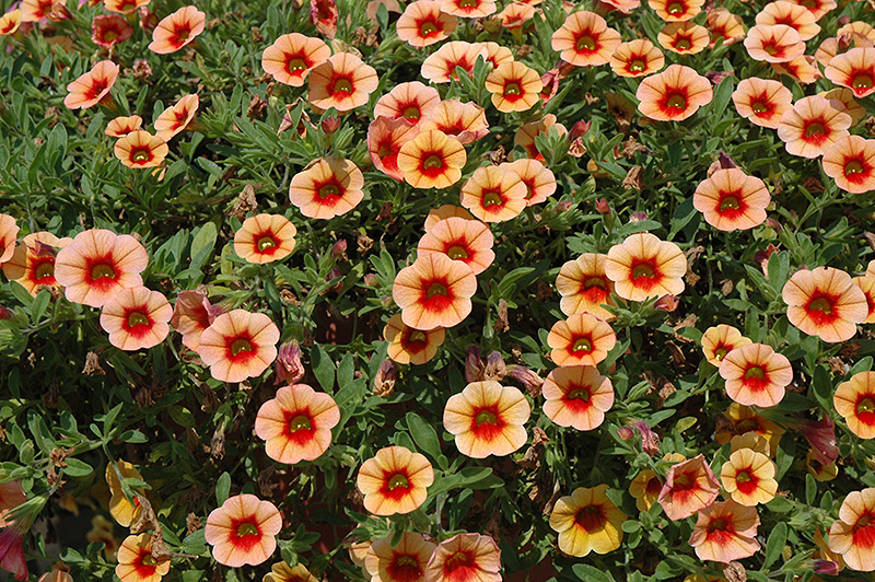 MiniFamous iGeneration Apricot Red Eye Calibrachoa (Calibrachoa 'MiniFamous iGeneration Apricot Red Eye') at Bast Brothers Garden Center