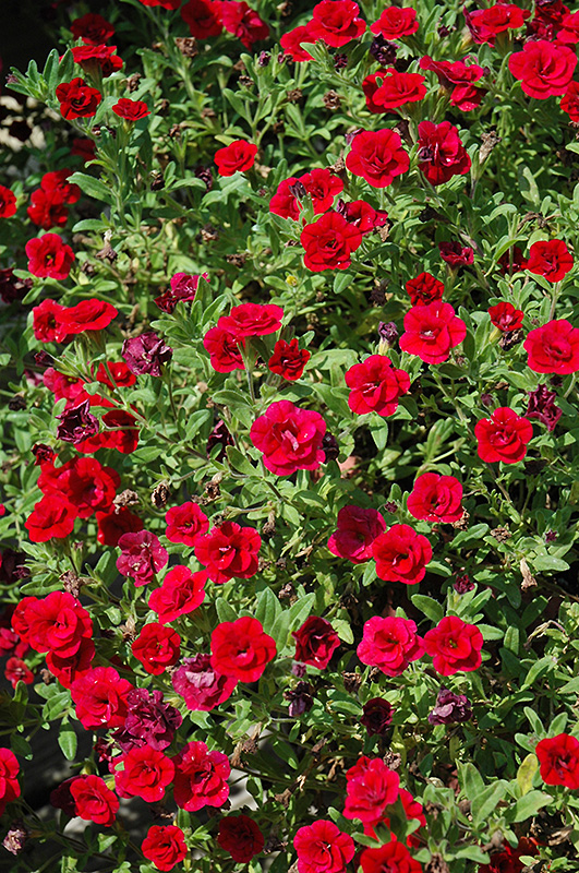 MiniFamous Double Red Calibrachoa (Calibrachoa 'MiniFamous Double Red') at Bast Brothers Garden Center