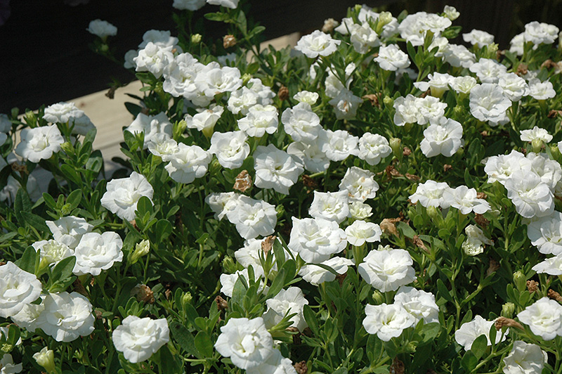 MiniFamous Double White Calibrachoa (Calibrachoa 'MiniFamous Double White') at Bast Brothers Garden Center