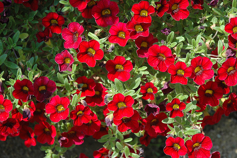 Lindura Red Calibrachoa (Calibrachoa 'Lindura Red') at Bast Brothers Garden Center