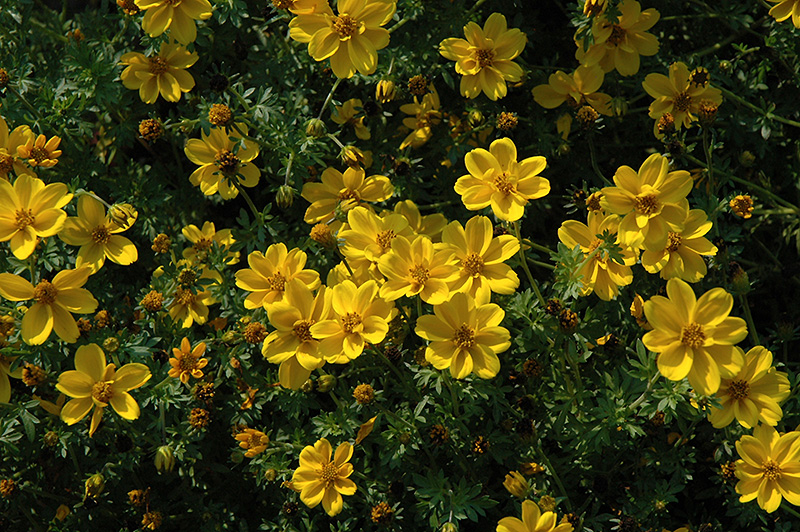 Yellow Sunshine Bidens (Bidens ferulifolia 'Yellow Sunshine') at Bast Brothers Garden Center