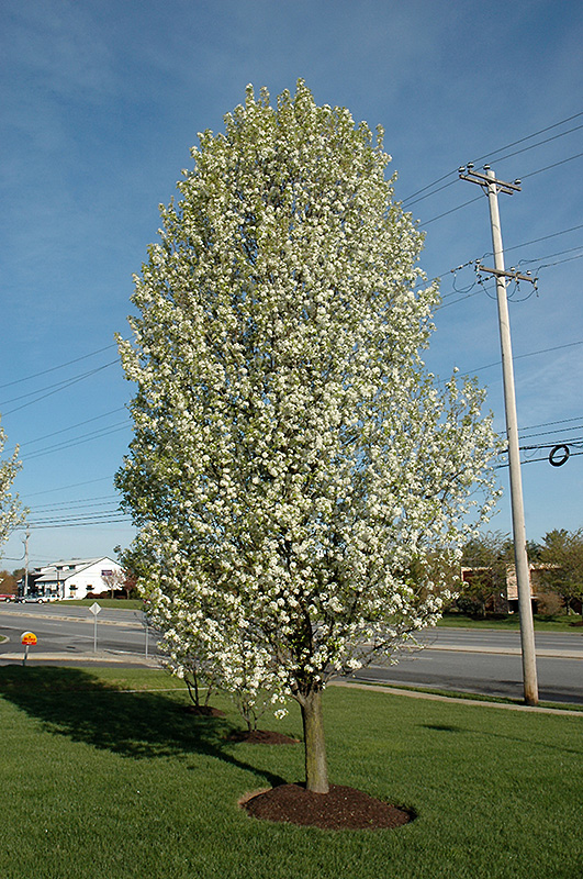 Cleveland Select Ornamental Pear (Pyrus calleryana 'Cleveland Select') at Bast Brothers Garden Center
