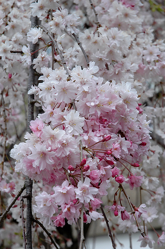 Double Pink Weeping Higan Cherry (Prunus subhirtella 'Pendula Plena Rosea') at Bast Brothers Garden Center