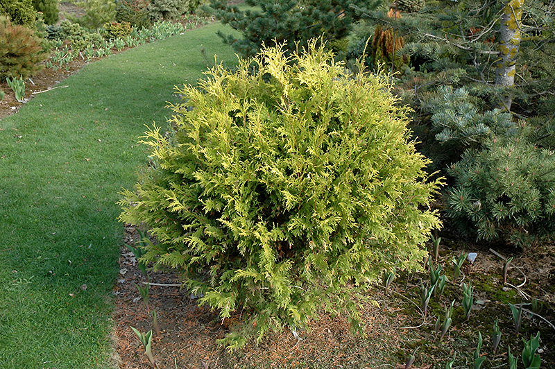 Golden Globe Arborvitae (Thuja occidentalis 'Golden Globe') at Bast Brothers Garden Center