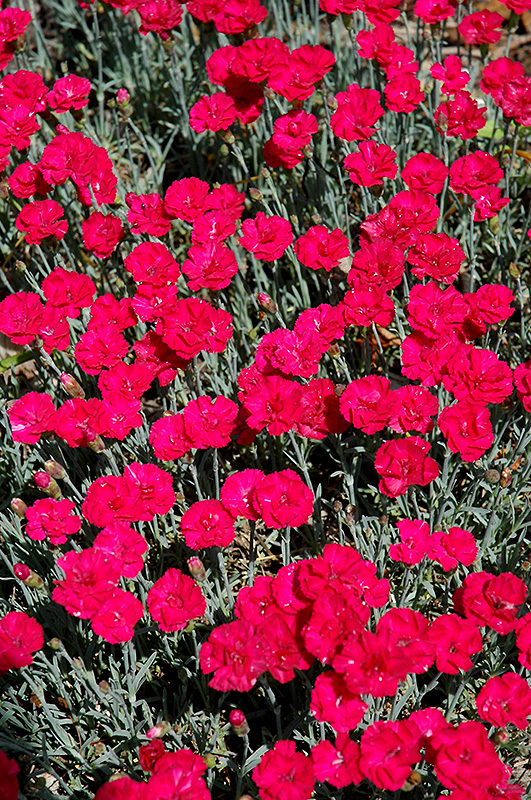 Frosty Fire Pinks (Dianthus 'Frosty Fire') at Bast Brothers Garden Center