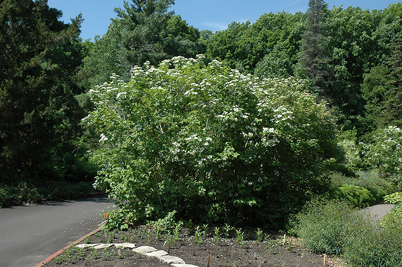 Wentworth Highbush Cranberry (Viburnum trilobum 'Wentworth') at Bast Brothers Garden Center