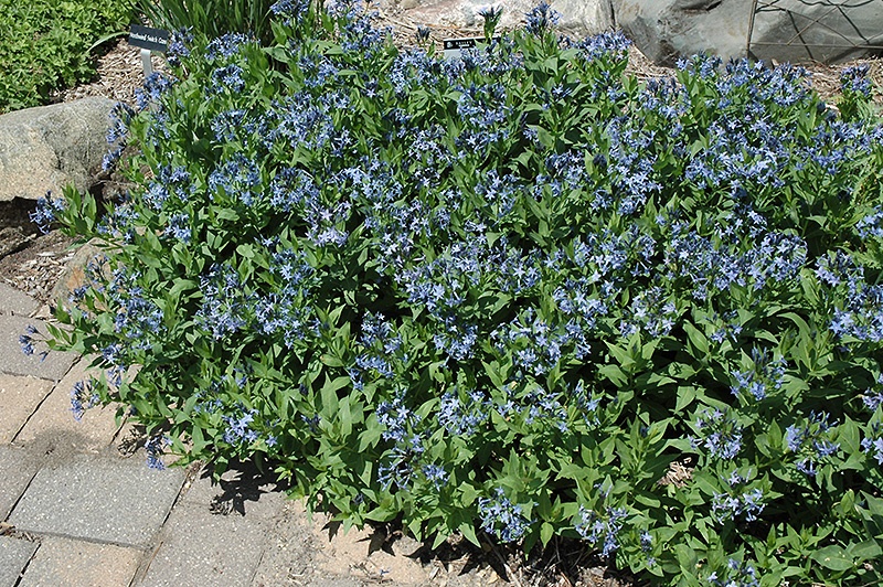 Blue Ice Star Flower (Amsonia tabernaemontana 'Blue Ice') at Bast Brothers Garden Center