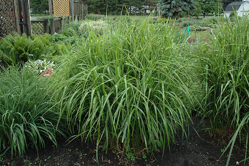 Porcupine Grass (Miscanthus sinensis 'Strictus') at Bast Brothers Garden Center