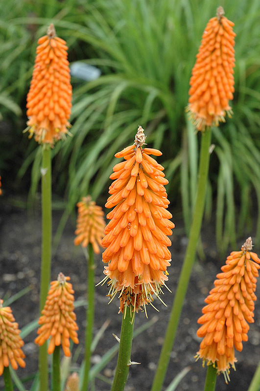 First Sunrise Torchlily (Kniphofia 'First Sunrise') at Bast Brothers Garden Center