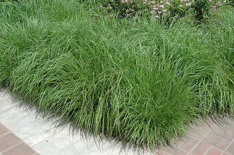 Fountain Grass (Pennisetum alopecuroides) at Bast Brothers Garden Center