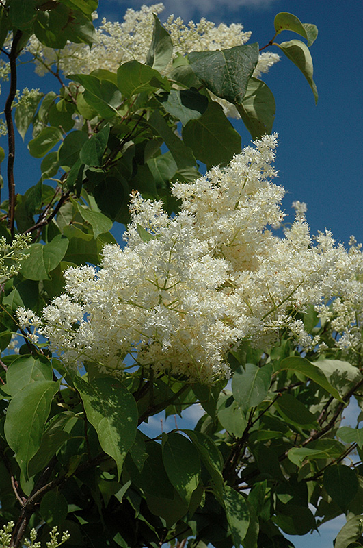 Ivory Silk Tree Lilac (tree form) (Syringa reticulata 'Ivory Silk (tree form)') at Bast Brothers Garden Center