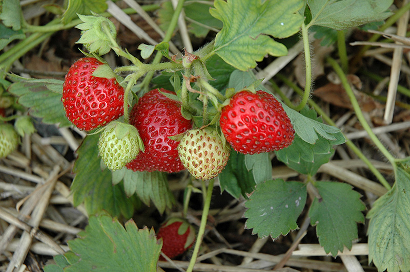 June-Bearing Strawberry (Fragaria 'June-Bearing') at Bast Brothers Garden Center