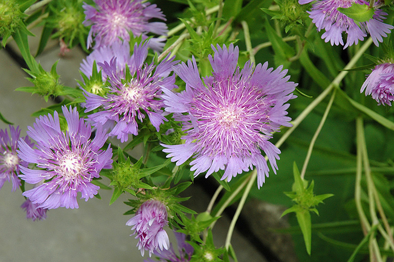 Stoke's Aster (Stokesia laevis) at Bast Brothers Garden Center