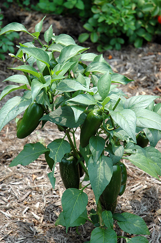 Jalapeno Pepper (Capsicum annuum 'Jalapeno') at Bast Brothers Garden Center