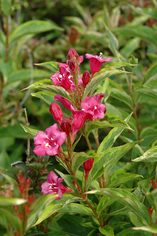 French Lace Weigela (Weigela florida 'French Lace') at Bast Brothers Garden Center