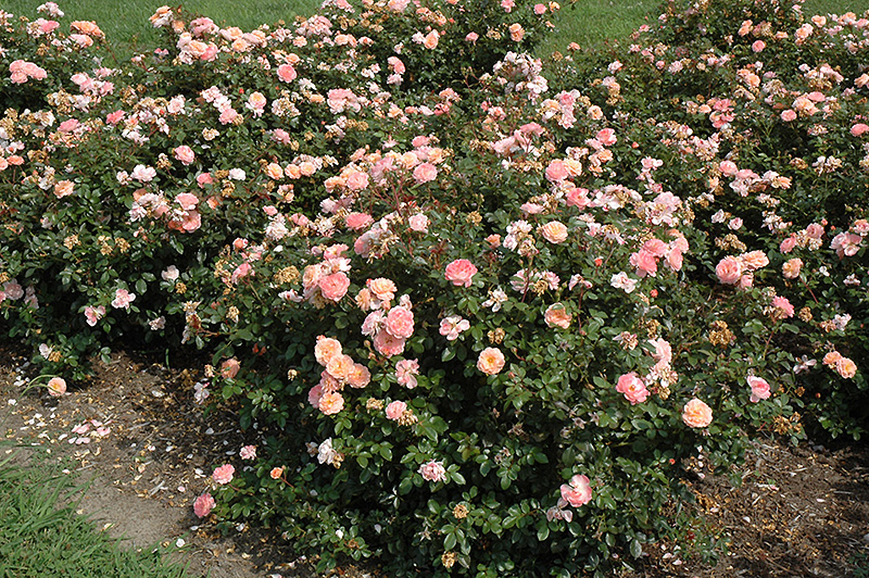 Apricot Drift Rose (Rosa 'Meimirrote') at Bast Brothers Garden Center