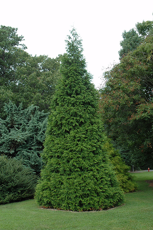Green Giant Arborvitae (Thuja 'Green Giant') at Bast Brothers Garden Center