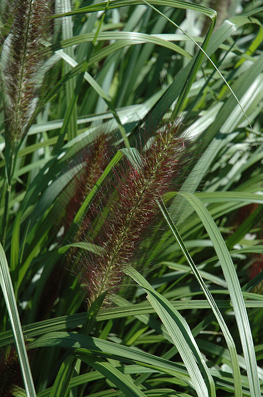 Red Head Fountain Grass (Pennisetum alopecuroides 'Red Head') at Bast Brothers Garden Center
