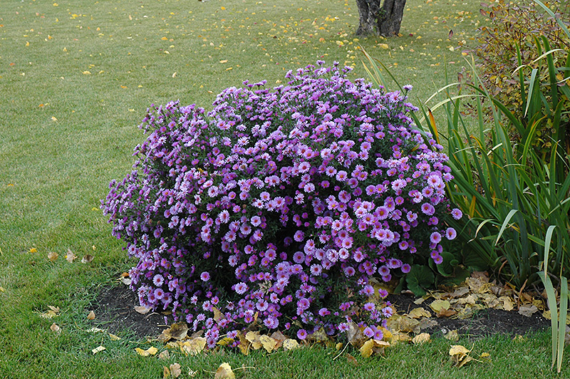 Purple Dome Aster (Symphyotrichum novae-angliae 'Purple Dome') at Bast Brothers Garden Center