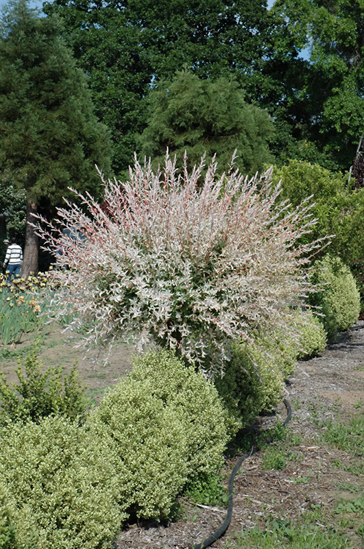 Tricolor Willow (tree form) (Salix integra 'Hakuro Nishiki (tree form)') at Bast Brothers Garden Center