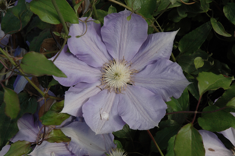 H.F. Young Clematis (Clematis 'H.F. Young') at Bast Brothers Garden Center