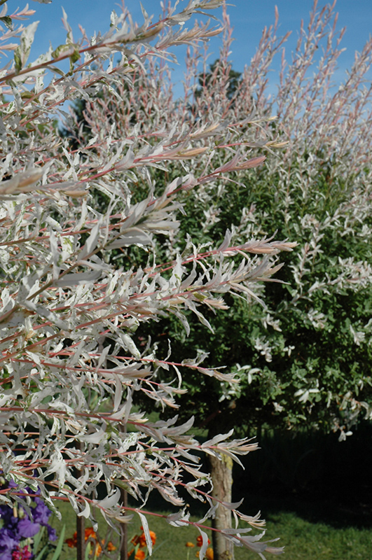 Tricolor Willow (tree form) (Salix integra 'Hakuro Nishiki (tree form)') at Bast Brothers Garden Center