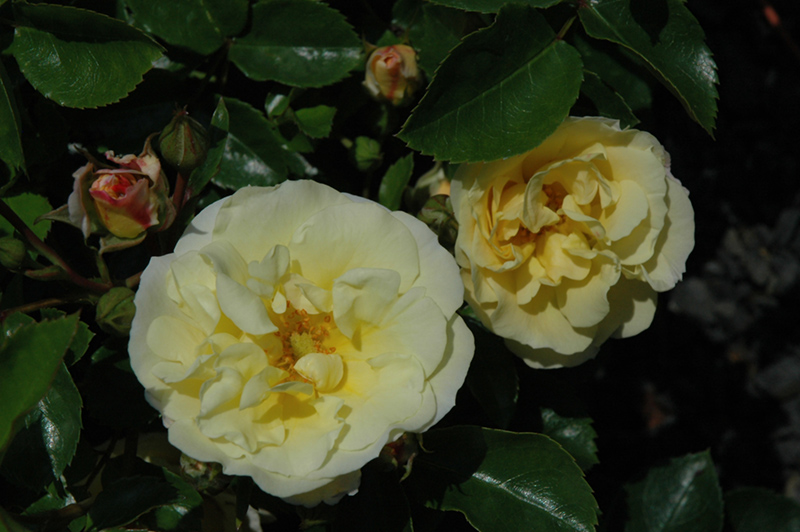 Popcorn Drift Rose (Rosa 'Novarospop') at Bast Brothers Garden Center