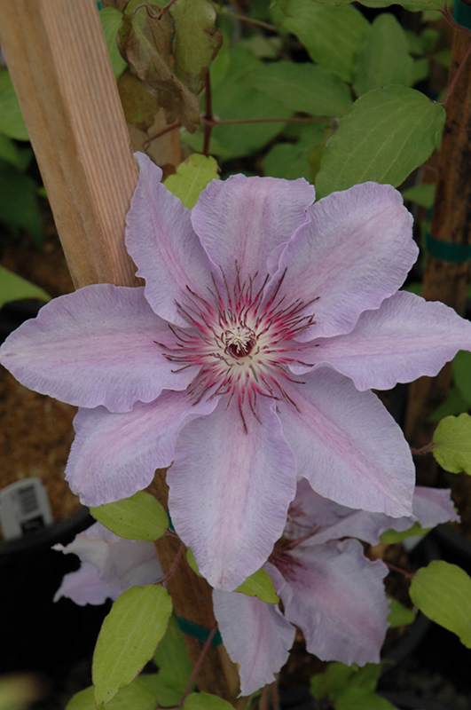 The First Lady Clematis (Clematis 'The First Lady') at Bast Brothers Garden Center