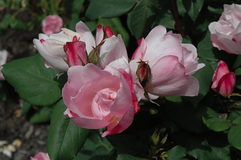 Blushing Knock Out Rose (Rosa 'Radyod') at Bast Brothers Garden Center