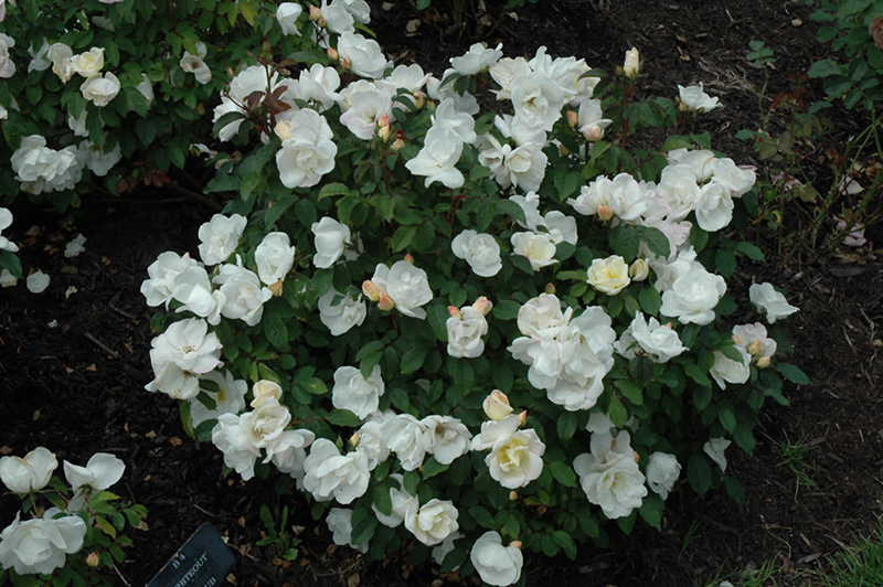 White Knock Out Rose (Rosa 'Radwhite') at Bast Brothers Garden Center