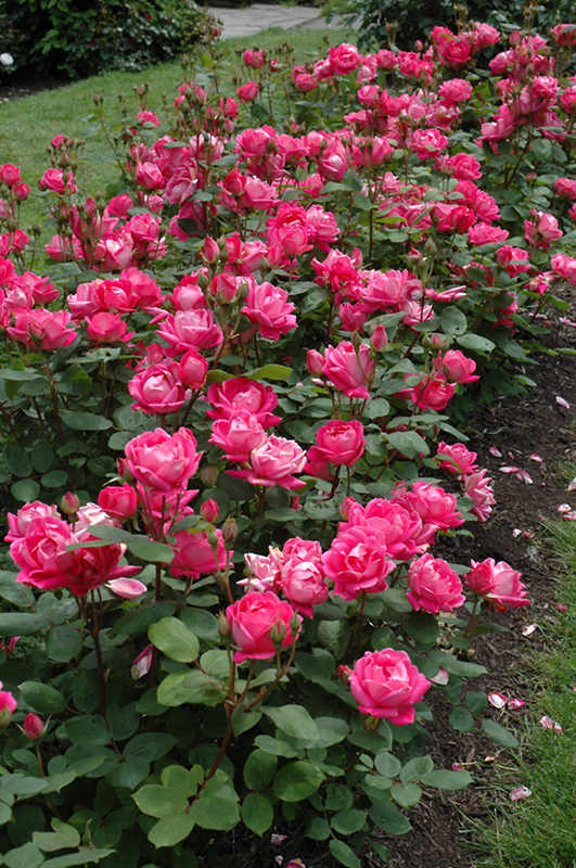 Double Knock Out Rose (Rosa 'Radtko') at Bast Brothers Garden Center