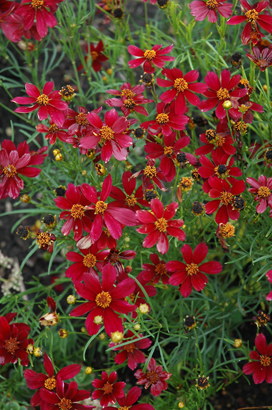 Red Satin Tickseed (Coreopsis 'Red Satin') at Bast Brothers Garden Center