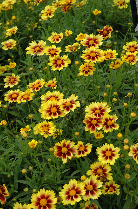 Enchanted Eve Tickseed (Coreopsis 'Enchanted Eve') at Bast Brothers Garden Center