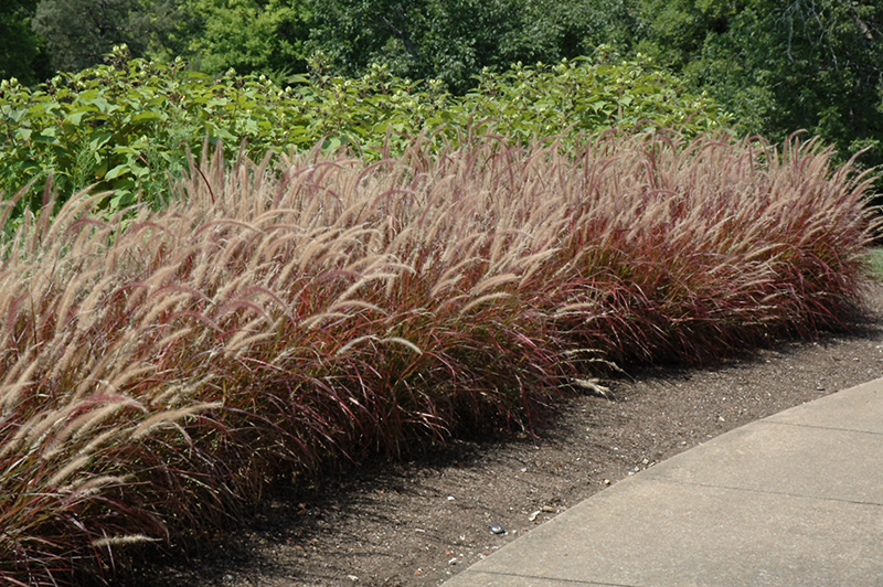 Purple Fountain Grass (Pennisetum setaceum 'Rubrum') at Bast Brothers Garden Center