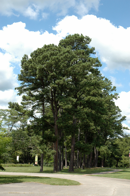 Austrian Pine (Pinus nigra) at Bast Brothers Garden Center