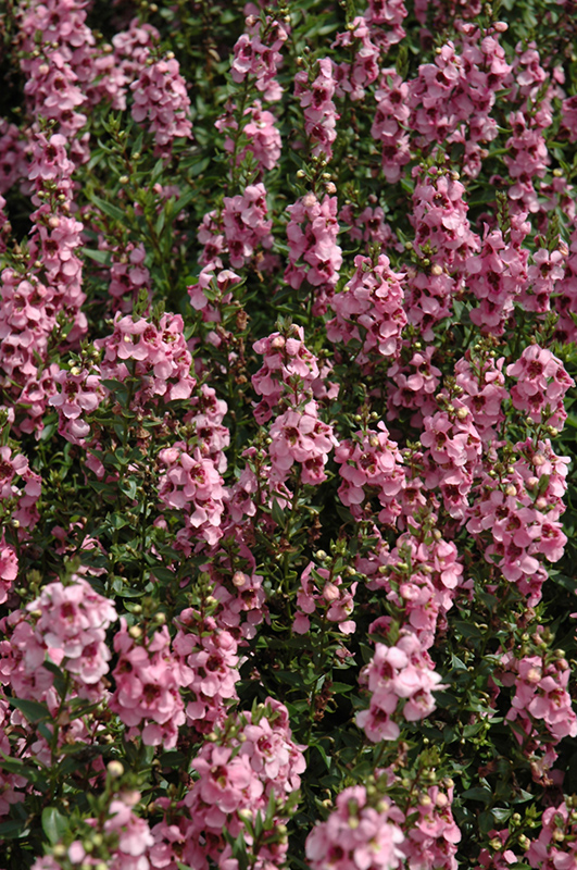 Serenita Pink Angelonia (Angelonia angustifolia 'Serenita Pink') at Bast Brothers Garden Center