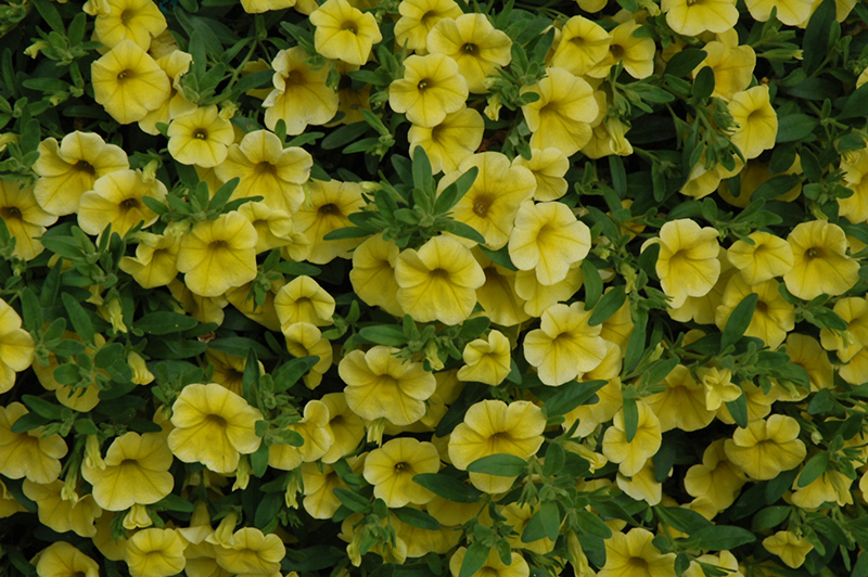 MiniFamous Neo Yellow Calibrachoa (Calibrachoa 'MiniFamous Neo Yellow') at Bast Brothers Garden Center